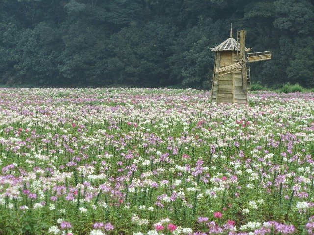 拼多多补单软件