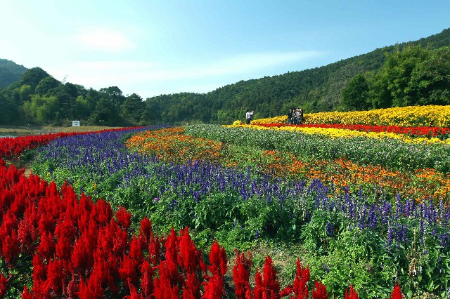 拼多多补单软件