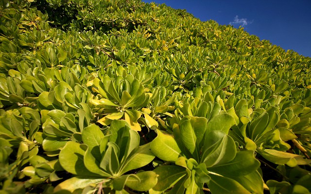 拼多多补单软件