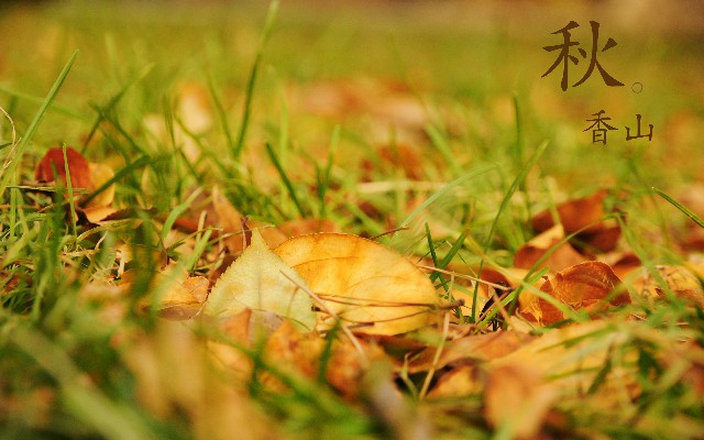 拼多多补单软件