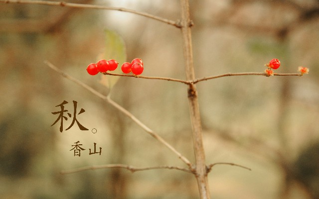 拼多多补单软件