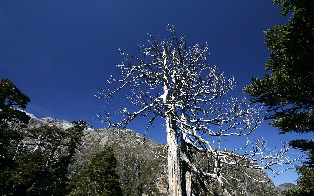 拼多多补单软件