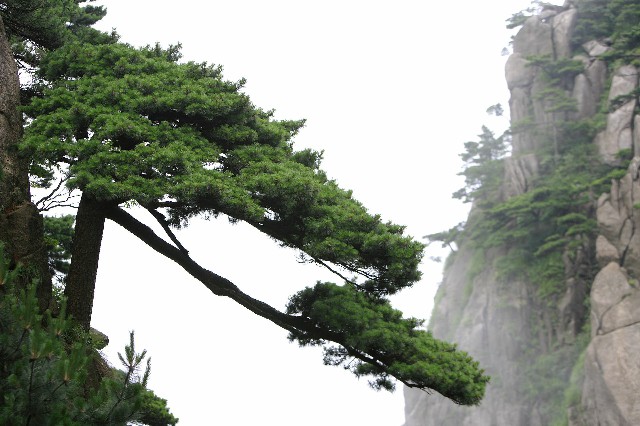 拼多多补单软件