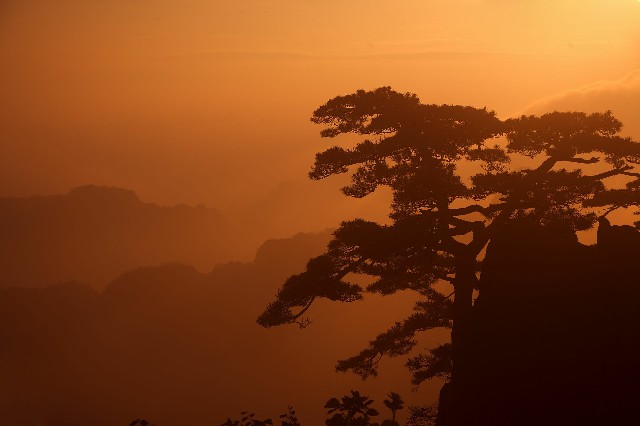 拼多多补单软件