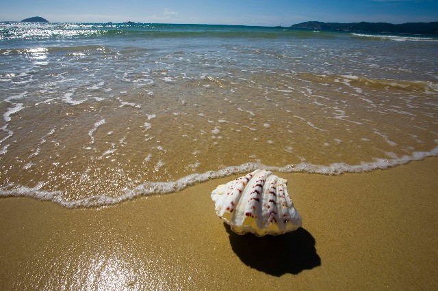 拼多多补单软件