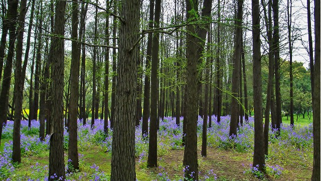 拼多多补单软件