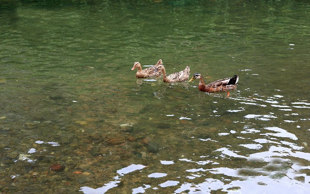 拼多多补单软件