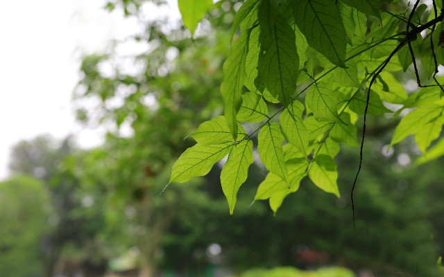 拼多多补单软件