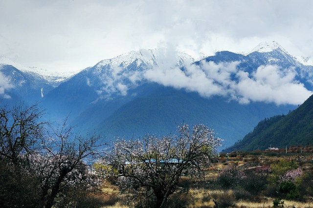 拼多多补单软件