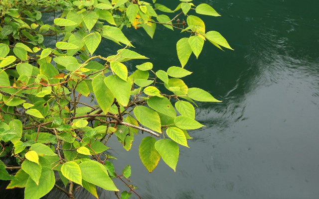 拼多多补单软件