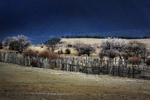 拼多多补单软件