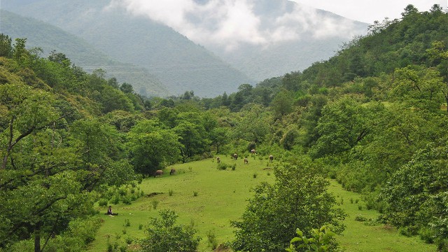 拼多多补单软件