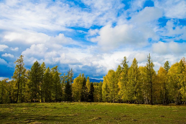 拼多多补单软件