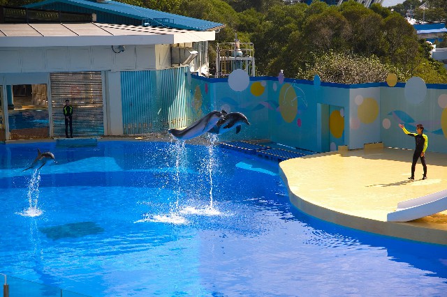 拼多多补单软件