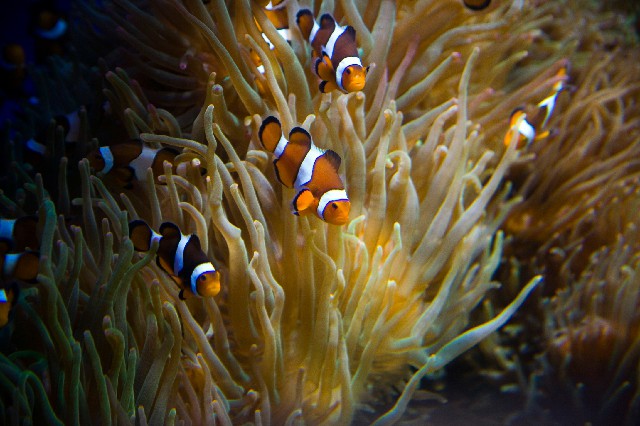 拼多多补单软件