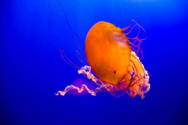 拼多多补单软件