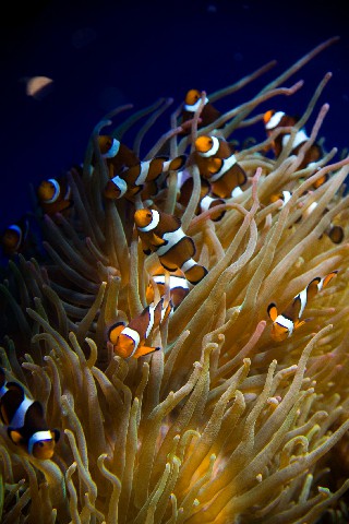 拼多多补单软件