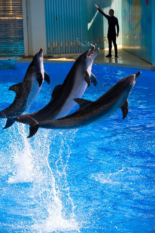 拼多多补单软件