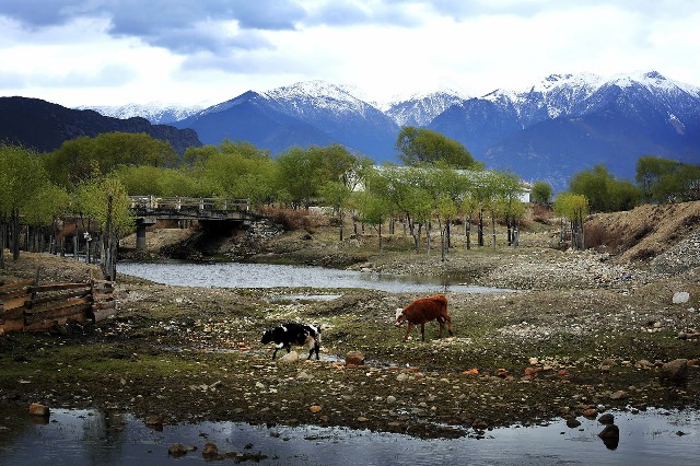 拼多多补单软件