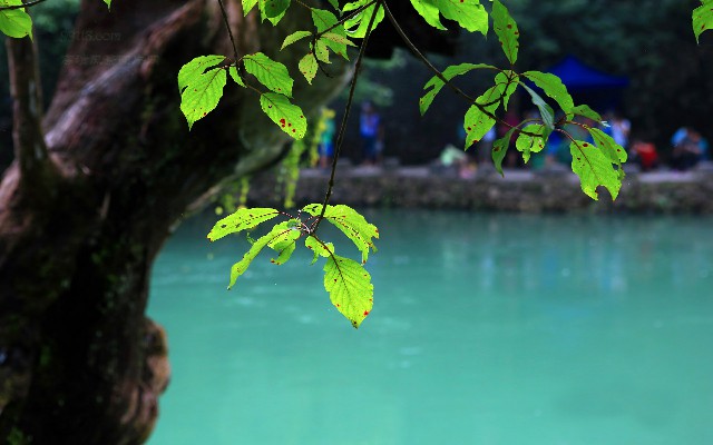 拼多多补单软件