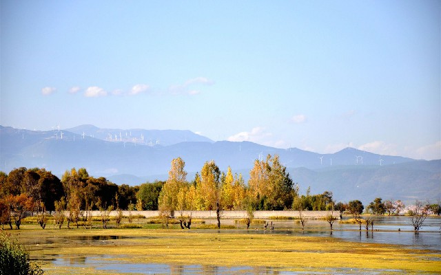 拼多多补单软件