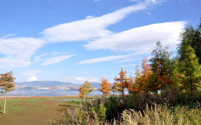 拼多多补单软件