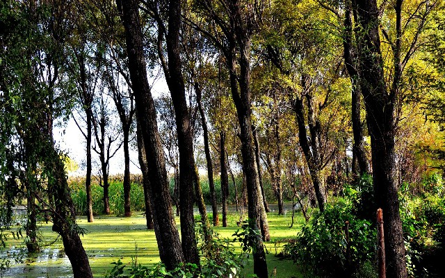 拼多多补单软件