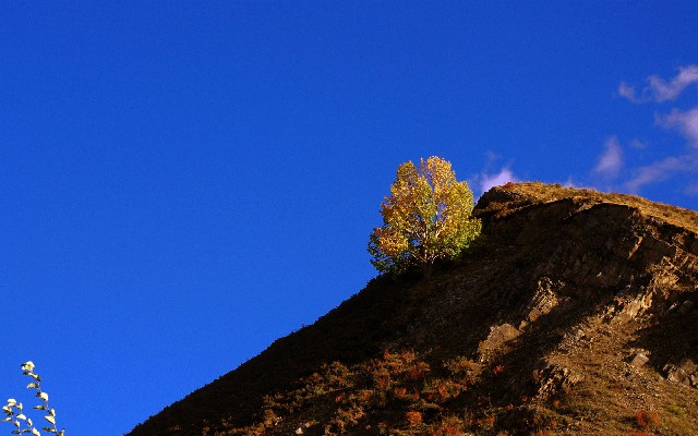 拼多多补单软件