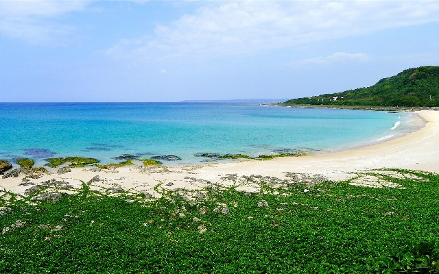 拼多多补单软件