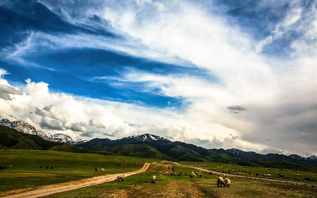 拼多多补单软件