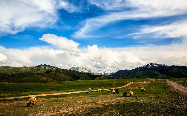 拼多多补单软件