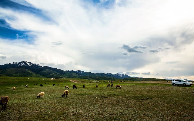 拼多多补单软件