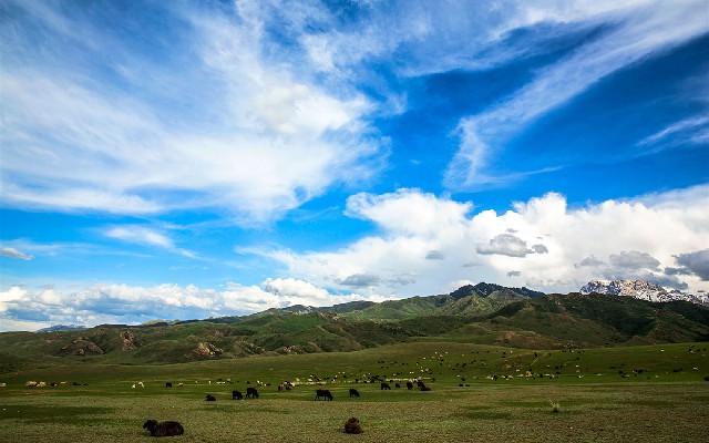 拼多多补单软件