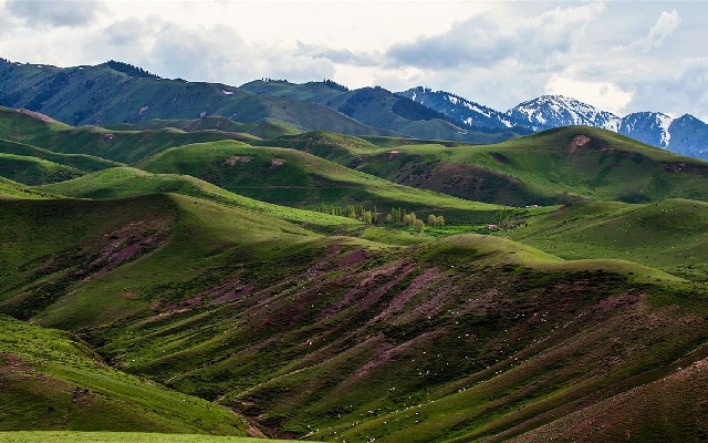 拼多多补单软件