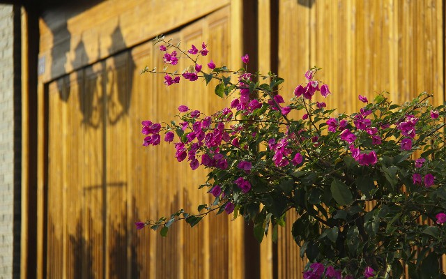 拼多多补单软件