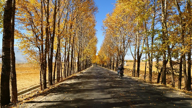 拼多多补单软件