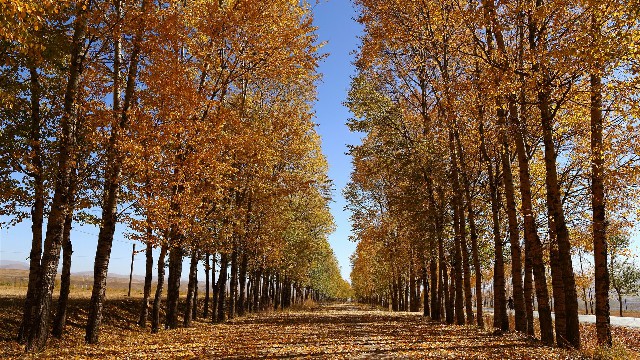 拼多多补单软件