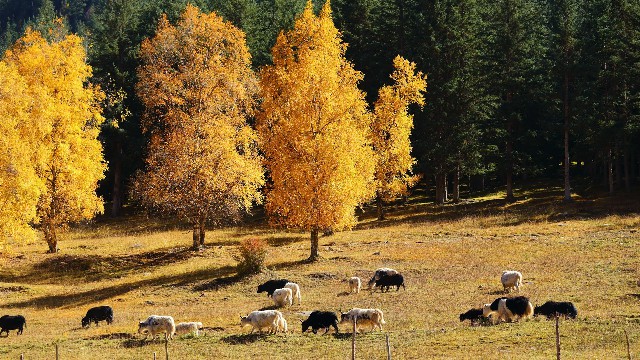 拼多多补单软件