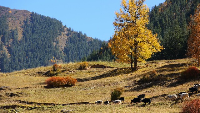 拼多多补单软件