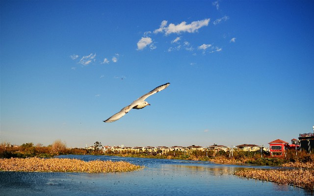 拼多多补单软件