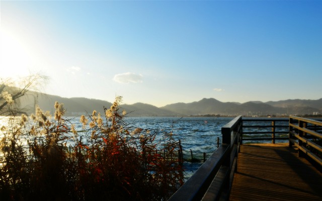 拼多多补单软件