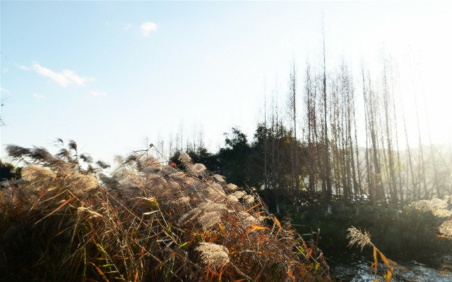 拼多多补单软件