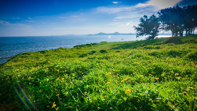 拼多多补单软件