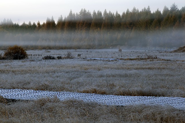 拼多多补单软件