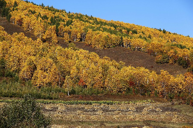 拼多多补单软件