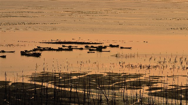 拼多多补单软件