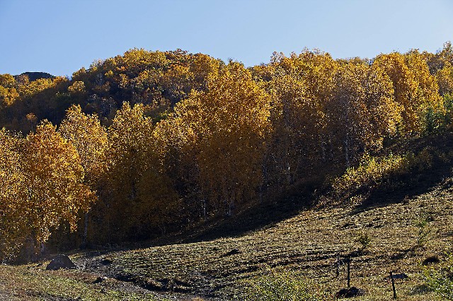 拼多多补单软件