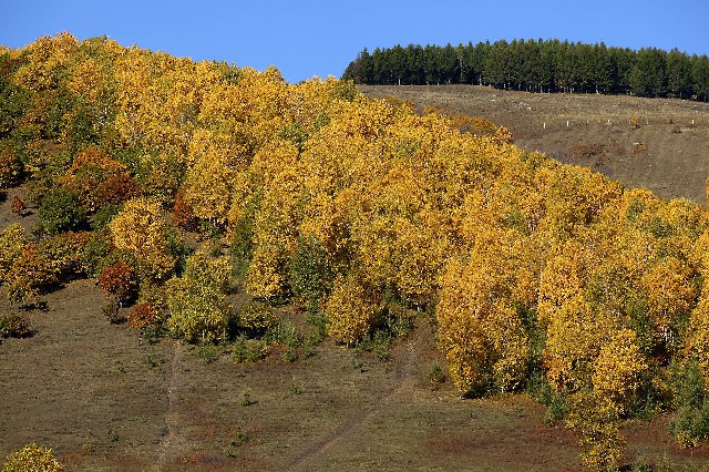 拼多多补单软件