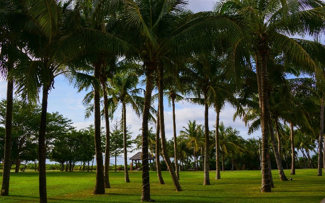 拼多多补单软件