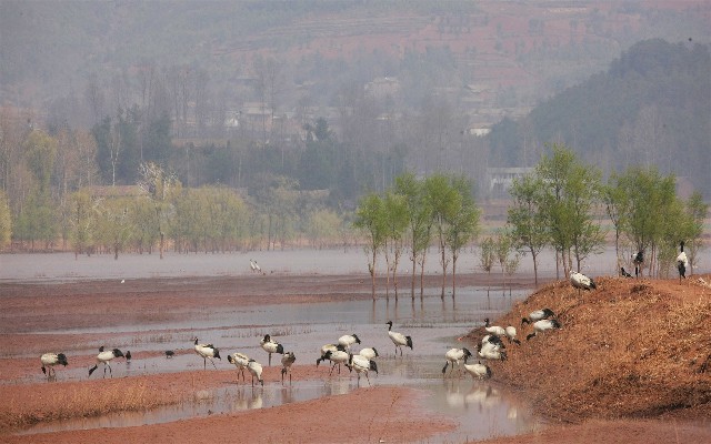 拼多多补单软件